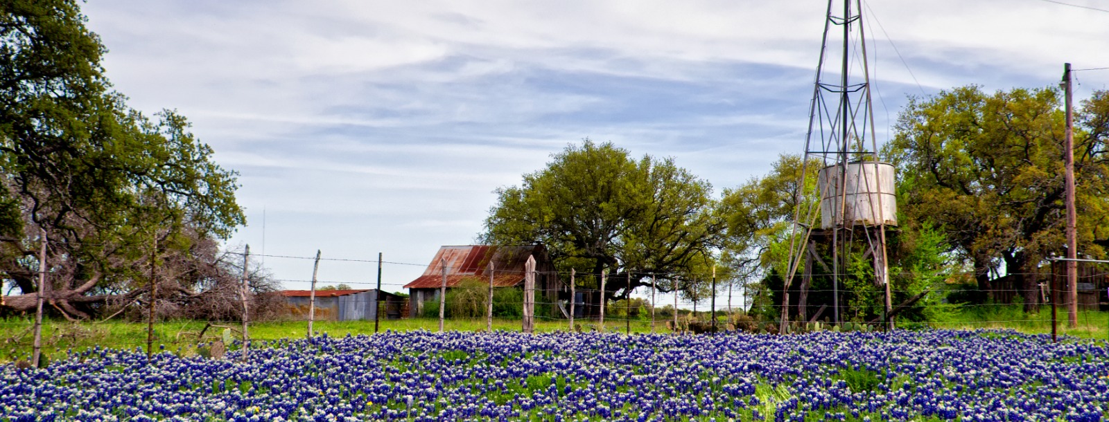 bluebonnets and windmill on the farm